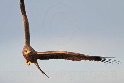 Black Kite_3840.jpg