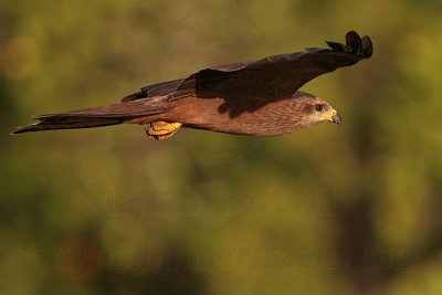 Black Kite - Milvus migrans - NT