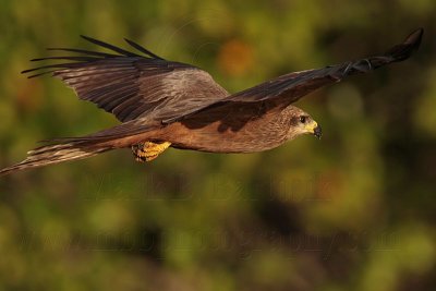 Black Kite_3854 .jpg