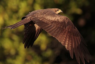 Black Kite_3856 .jpg