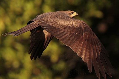 Black Kite_3856.jpg