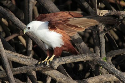 Brahminy Kite_2302 .jpg