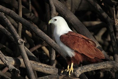 Brahminy Kite_2311 .jpg