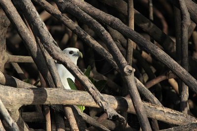 Brahminy Kite_2332 .jpg