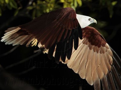 Brahminy Kite_2341 .jpg