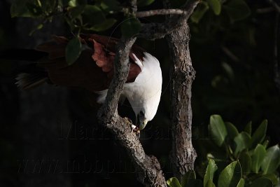 Brahminy Kite_2368 .jpg