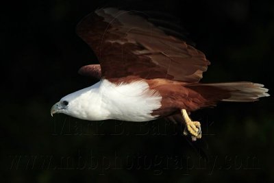 Brahminy Kite_2409 .jpg