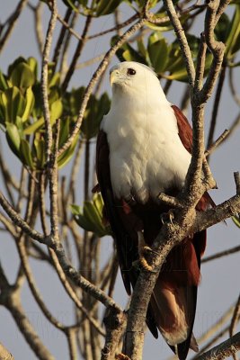 Brahminy Kite_3460 .jpg