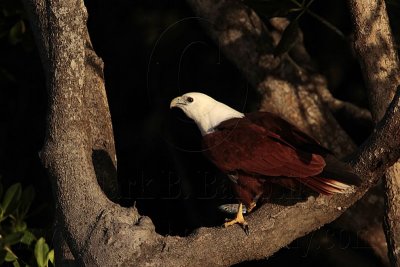 Brahminy Kite_3667 .jpg