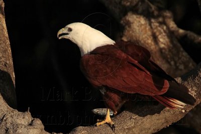 Brahminy Kite_3675 .jpg