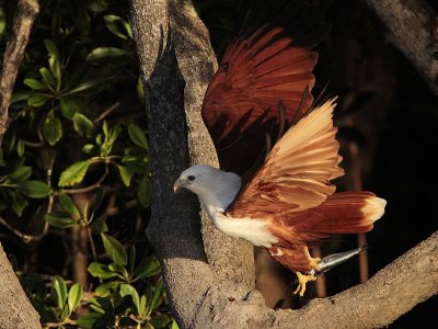 Brahminy Kite_3880 .jpg