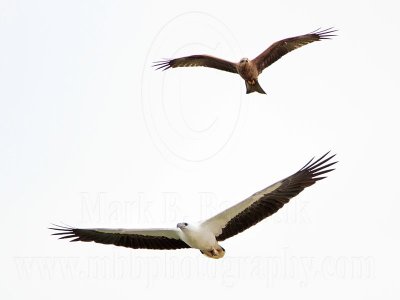 White-bellied Sea-Eagle & Black Kite_9348.jpg