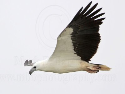 White-bellied Sea-Eagle_1033.jpg