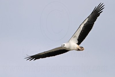 White-bellied Sea-Eagle_1465.jpg