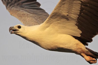 White-bellied Sea-Eagle on wing - Top End, Northern Territory, Australia