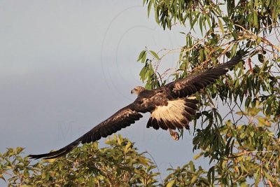 White-bellied Sea-Eagle_4168.jpg