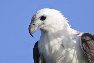 White-bellied Sea-Eagle - Haliaeetus leucogaster - NT