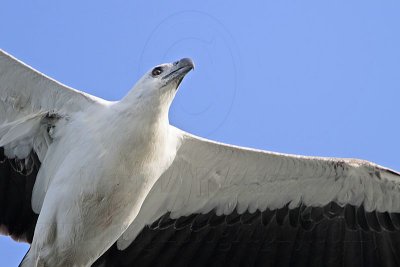 White-bellied Sea-Eagle_5445.jpg