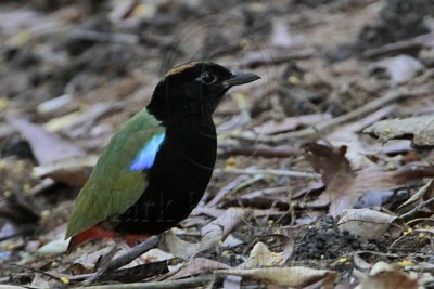 Rainbow Pitta_9060.jpg