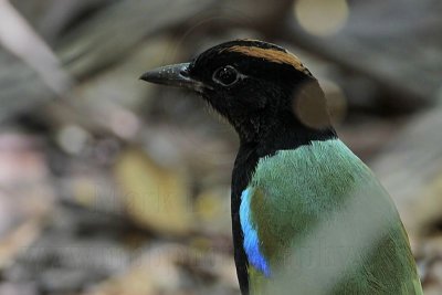 Rainbow Pitta_9127.jpg