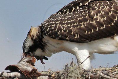 Osprey_4806crop.jpg