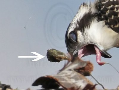 Osprey juvenile - casting pellet