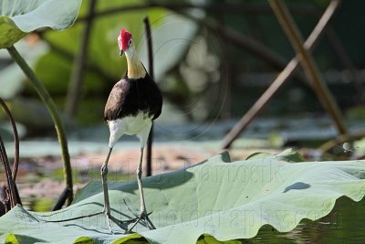 Comb-crested Jacana_1000.jpg