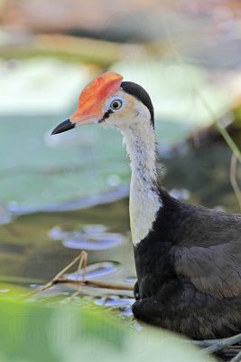 Comb-crested Jacana on nest incubating - Top End, Northern Territory, Australia