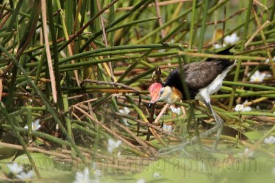 Comb-crested Jacana_2036.jpg