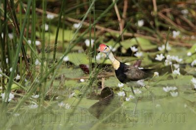 Comb-crested Jacana_2093.jpg