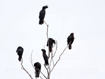 Red-tailed Black-Cockatoo_4187.jpg