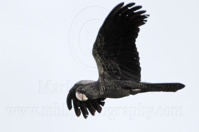 Red-tailed Black-Cockatoo_4505.jpg