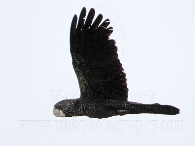 Red-tailed Black-Cockatoo on wing - Top End, Northern Territory, Australia