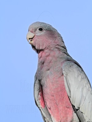 Galah_7300.jpg