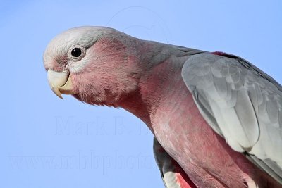 Galah_7327.jpg