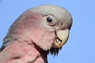 Galah_7363.jpg