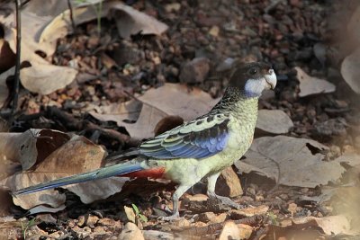 Northern Rosella_6969.jpg