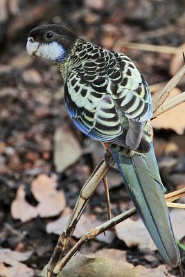 Northern Rosella_6978.jpg