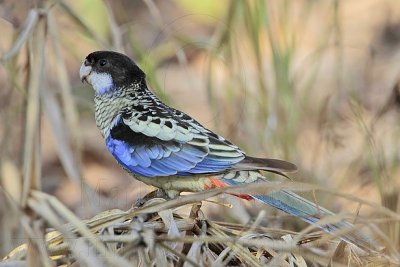 Northern Rosella - Top End, Northern Territory, Australia