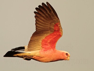 Galah on wing - Top End, Northern Territory, Australia