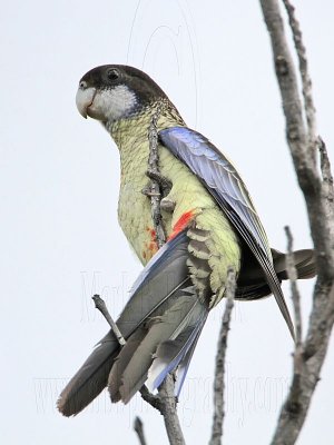 Northern Rosella_3802.jpg