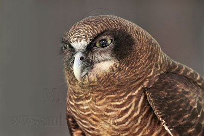 Rufous Owl - Ninox rufa - NT