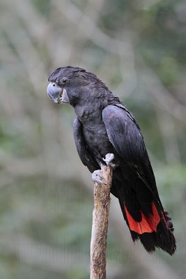 Red-tailed Black-Cockatoo - Calyptorhynchus banksii - Nt