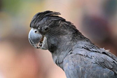 Red-tailed Black-Cockatoo Portraits - Top End, Northern Territory, Australia
