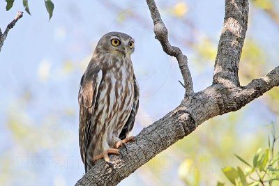 Barking Owl - Top End, Northern Territory, Australia