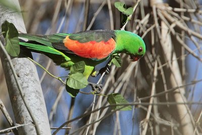 Red-winged Parrot_6596.jpg