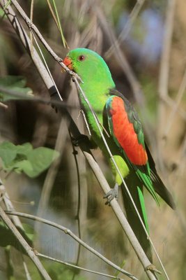 Red-winged Parrot_6604.jpg