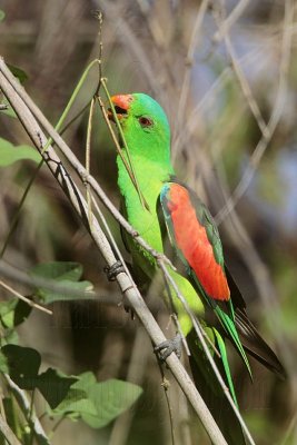Red-winged Parrot_6607.jpg