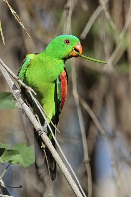 Red-winged Parrot - Top End, Northern Territory, Australia