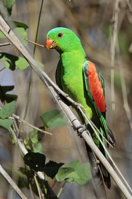 Red-winged Parrot_6697.jpg